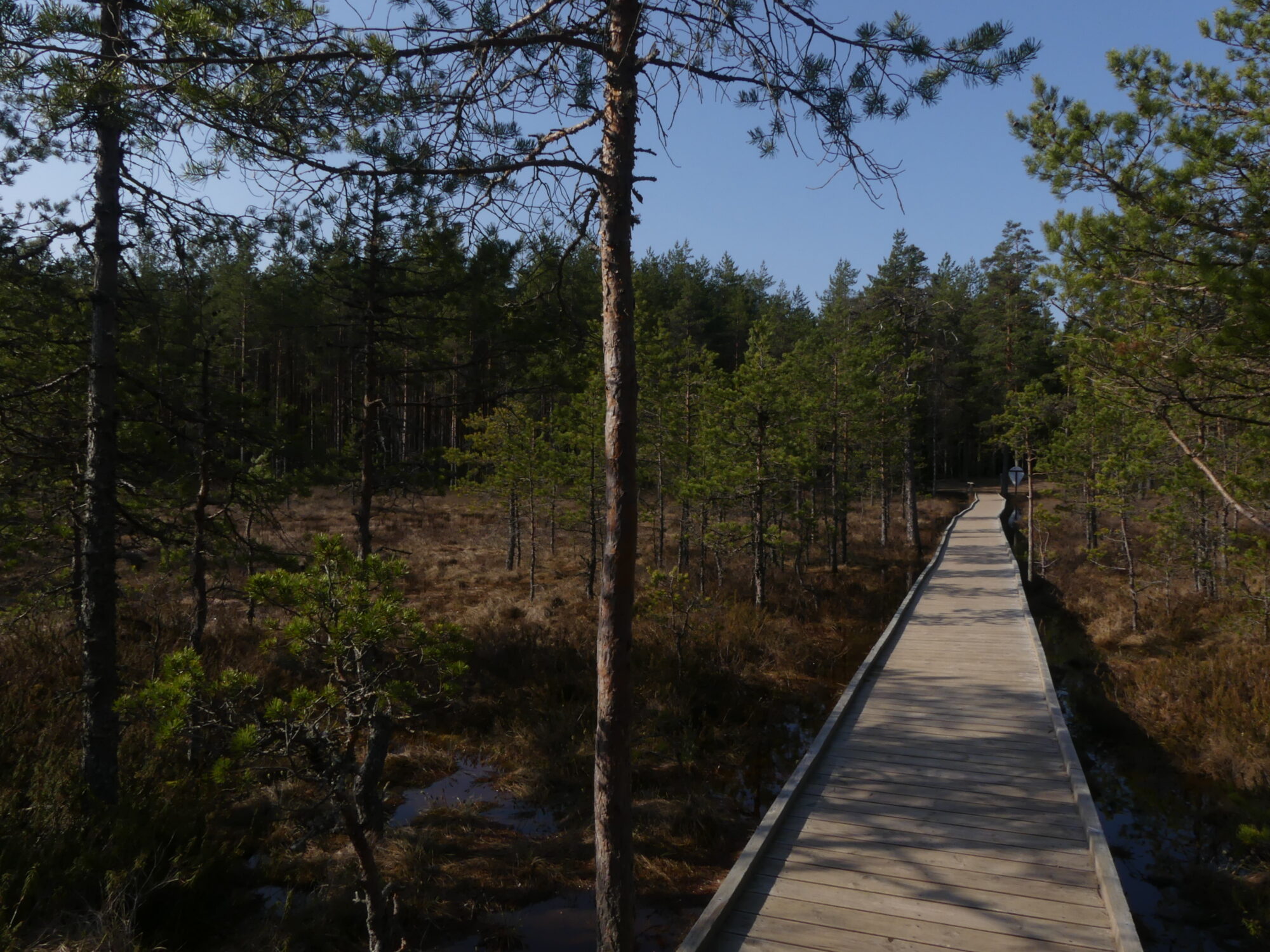 Chemin de bois au milieu d'une forêt dans la tourbière de Viru