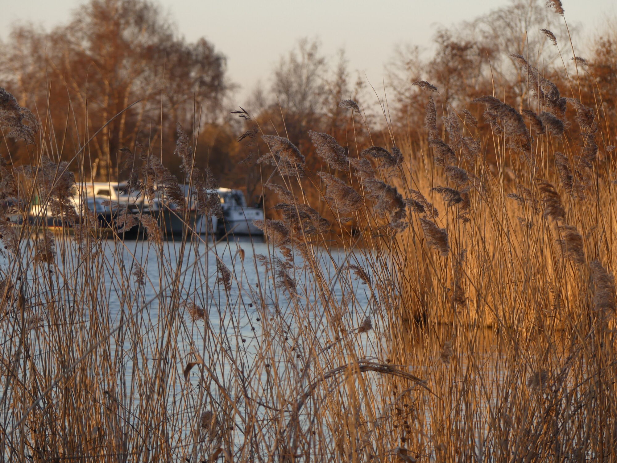 Lake north of Rotterdam. View of the lake through the rushes.